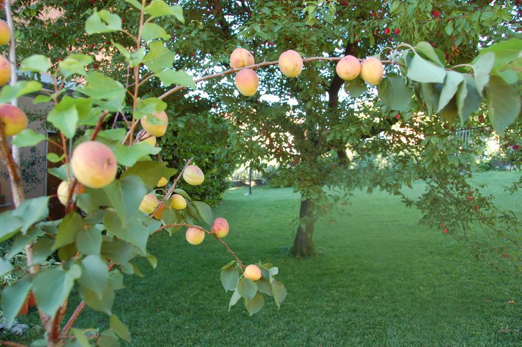 Bed & Breakfast Cherry En Rose