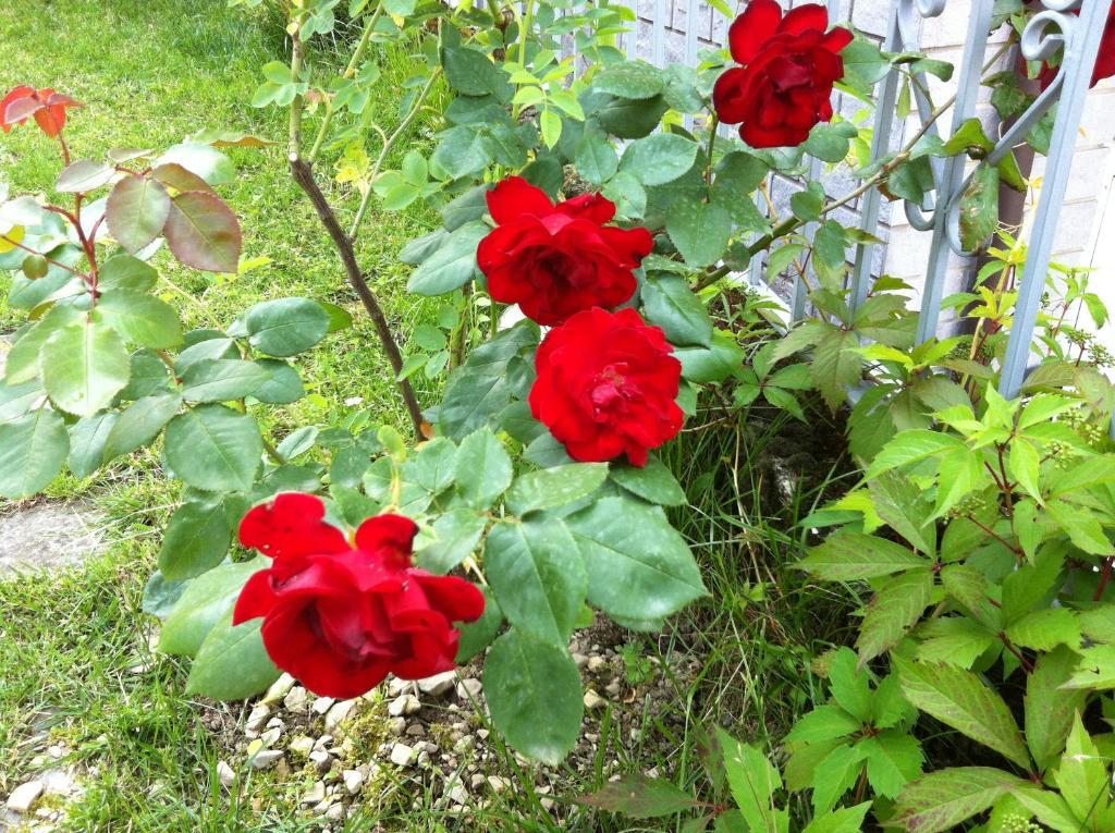 Cherry En Rose Bed & Breakfast *