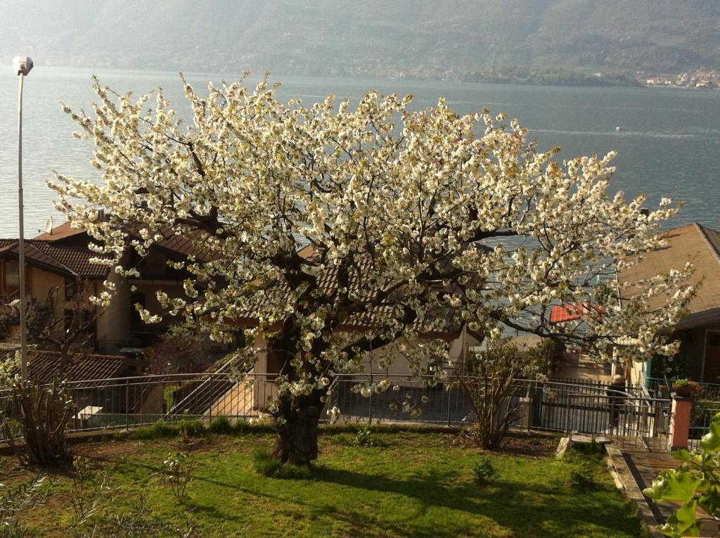 Cherry En Rose Bed & Breakfast Lezzeno